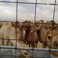 фото из отзыва ID 1919119