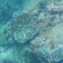 фото из отзыва ID 1918347