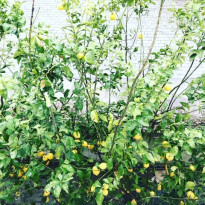 фото из отзыва ID 1919415