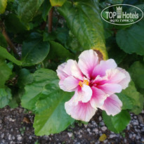 фото из отзыва ID 1919694