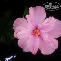 фото из отзыва ID 1919694