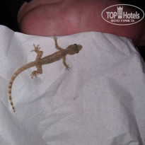 фото из отзыва ID 1919785