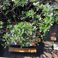 фото из отзыва ID 1918748