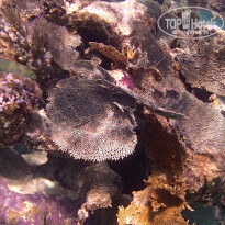 фото из отзыва ID 1914499