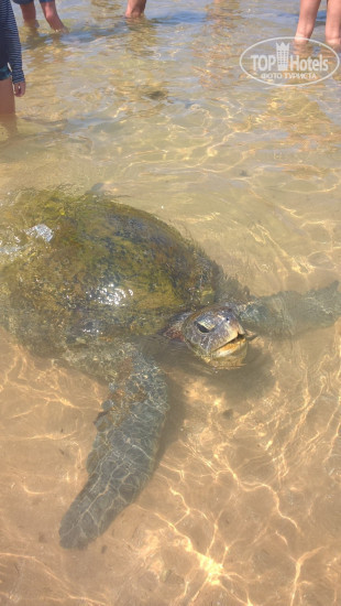 New photos from tourists Blue Ocean Villa 