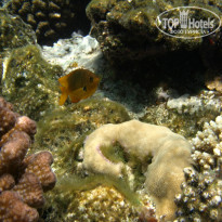 фото из отзыва ID 1921735