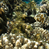 фото из отзыва ID 1921735