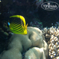 фото из отзыва ID 1921735