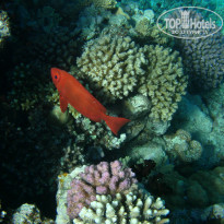 фото из отзыва ID 1921735