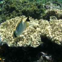 фото из отзыва ID 1921735