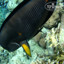 фото из отзыва ID 1921735