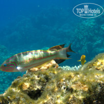 фото из отзыва ID 1921735