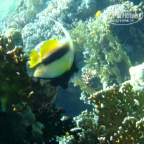 фото из отзыва ID 1921735