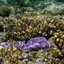 фото из отзыва ID 1921735