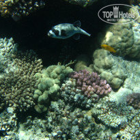 фото из отзыва ID 1921735