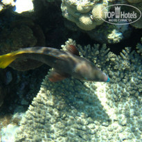 фото из отзыва ID 1921735