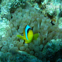 фото из отзыва ID 1921735