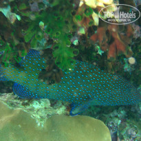 фото из отзыва ID 1921735