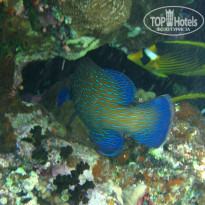 фото из отзыва ID 1921735