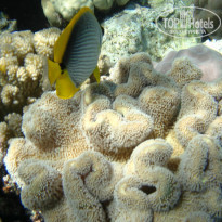 фото из отзыва ID 1921735