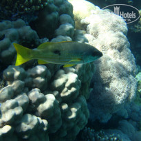 фото из отзыва ID 1921735