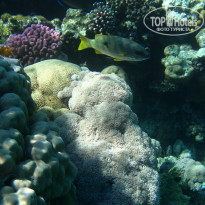 фото из отзыва ID 1921735