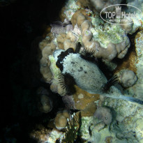 фото из отзыва ID 1921735