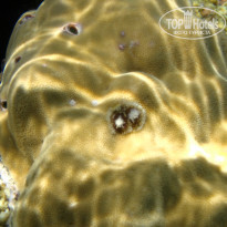 фото из отзыва ID 1921735