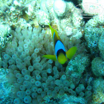 фото из отзыва ID 1921735