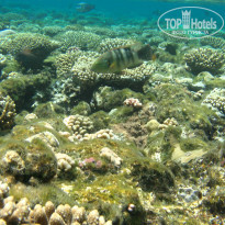 фото из отзыва ID 1921735