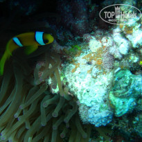 фото из отзыва ID 1921735