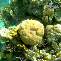 фото из отзыва ID 1922567