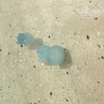 фото из отзыва ID 1923092