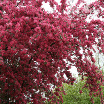 фото из отзыва ID 1923141