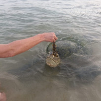 фото из отзыва ID 1924678