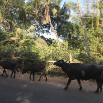 фото из отзыва ID 1924950