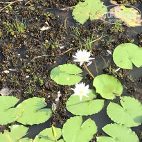 фото из отзыва ID 1924950