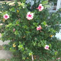 фото из отзыва ID 1925714