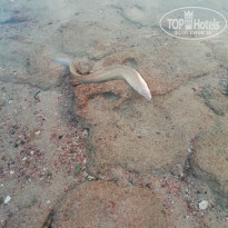 фото из отзыва ID 1922736