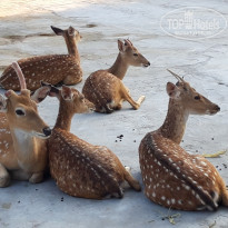 фото из отзыва ID 1926428