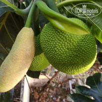 фото из отзыва ID 1927444