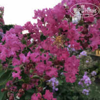 фото из отзыва ID 1928201