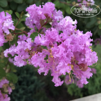 фото из отзыва ID 1928201