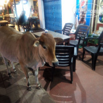 фото из отзыва ID 1928826