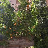 фото из отзыва ID 1929119