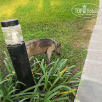 фото из отзыва ID 1929465