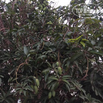 фото из отзыва ID 1929732