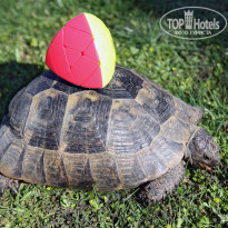 фото из отзыва ID 1930281