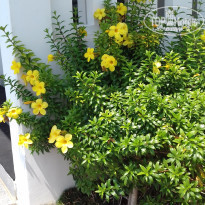 фото из отзыва ID 1930329