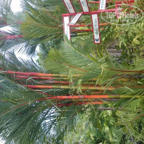 фото из отзыва ID 1930583